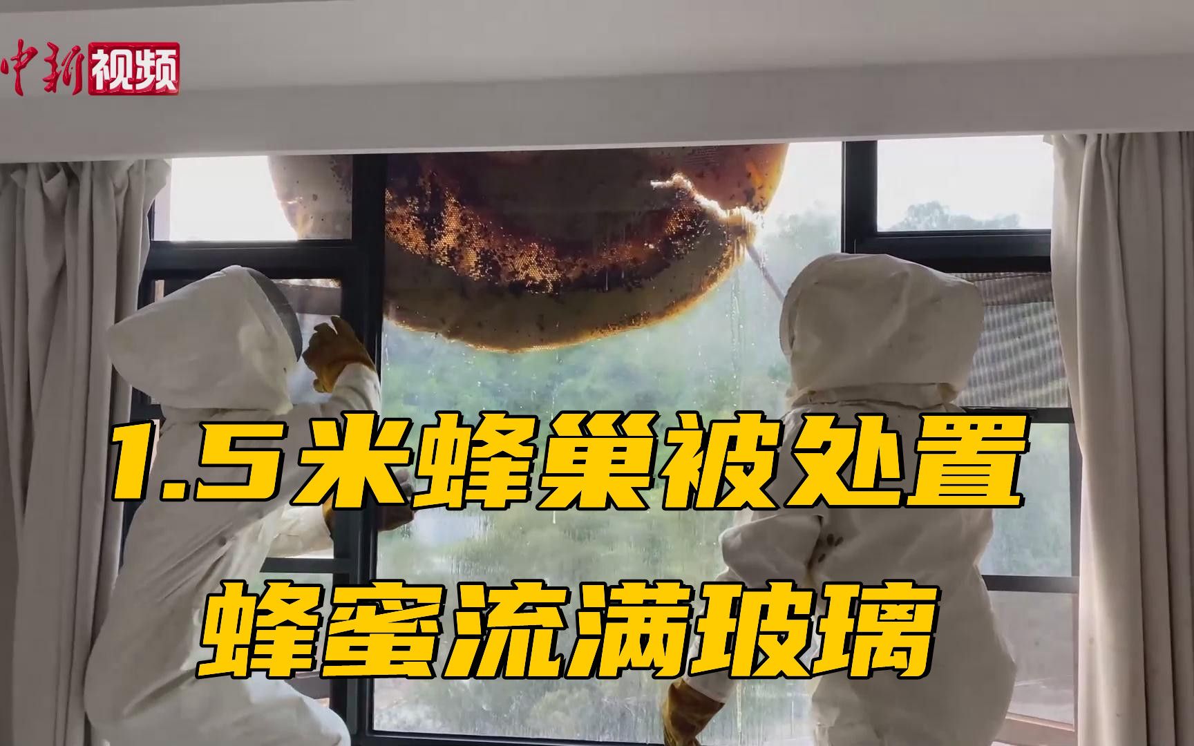 1.5米真·蜂巢被处置 蜂蜜流满玻璃