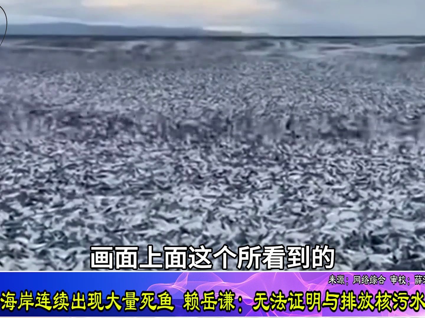日本海岸连续出现大量死鱼，赖岳谦：无法证明与排放核污水无关