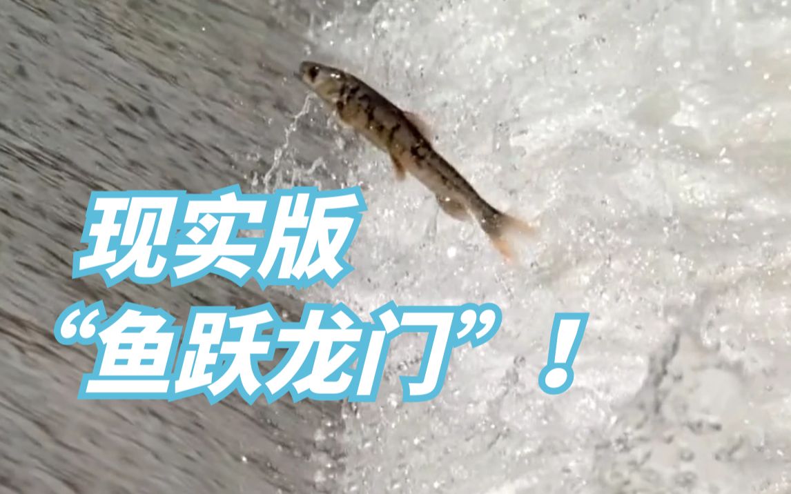 越努力越幸运！一起见证鱼跃龙门吧！