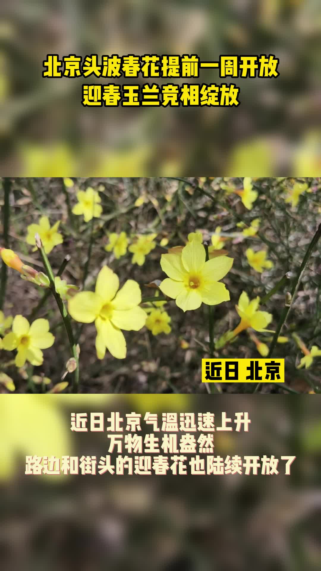 北京头波春花提前一周开放 迎春玉兰竞相绽放