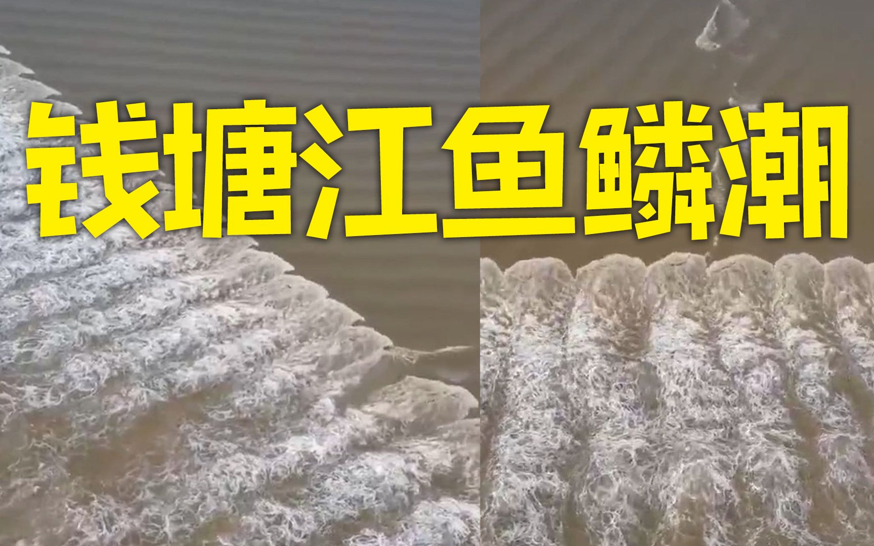 钱塘江现鱼鳞潮如万马奔腾 白浪此起彼伏蔚为壮观