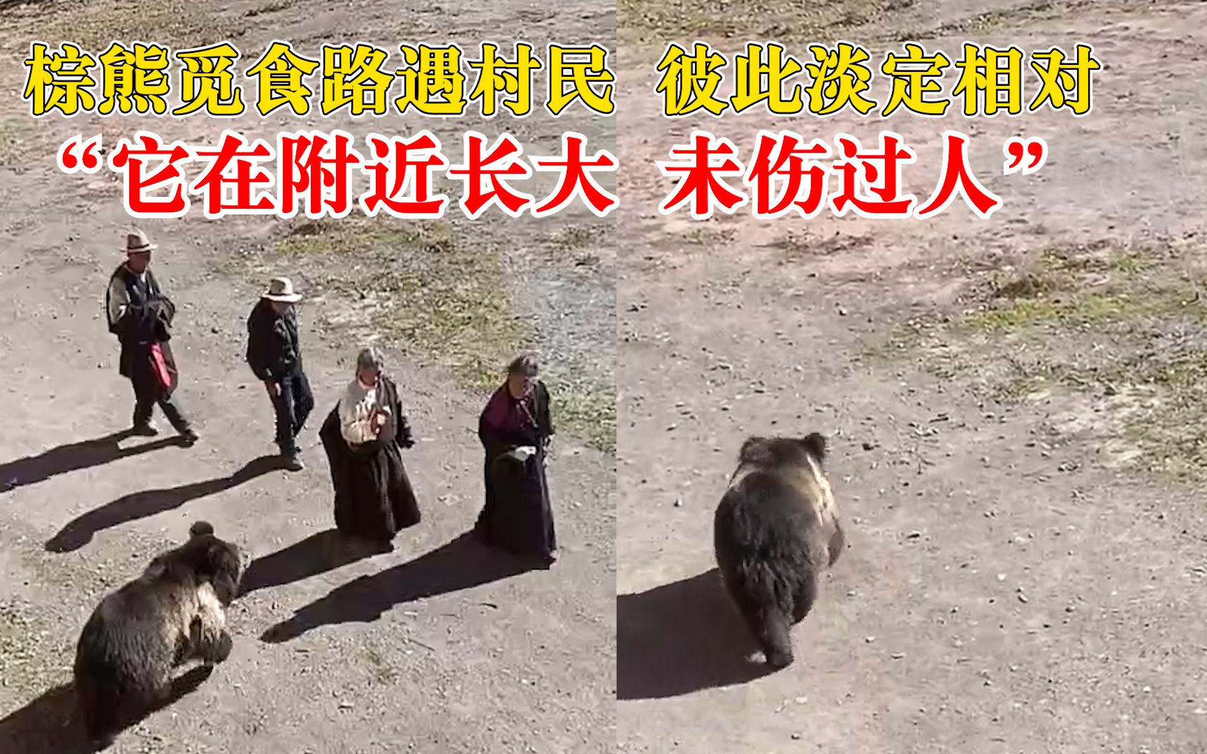 棕熊觅食路遇村民彼此淡定相对，知情人：它在附近长大，未伤过人