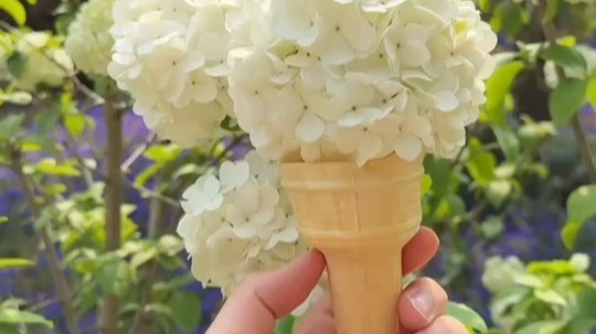浦东木绣球悄然绽放，要来一口春日限定冰淇淋吗？#春暖花开 #花开浦东 【编导：董艺晖】