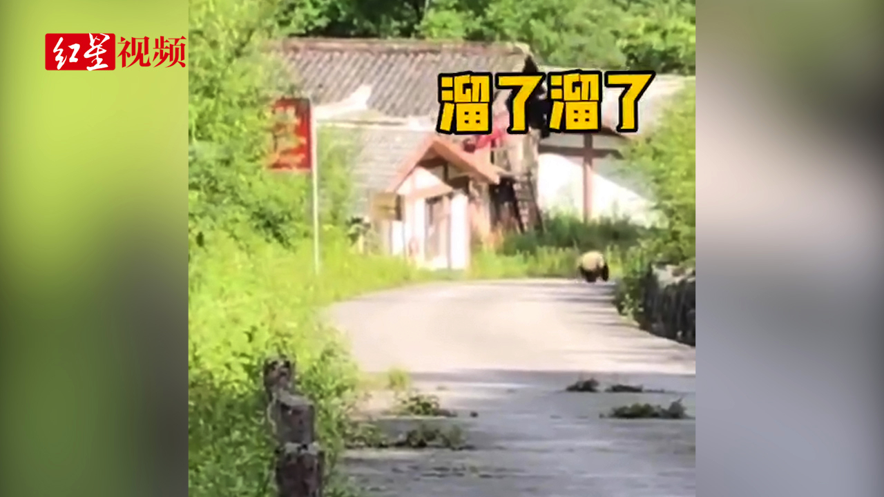 四川老河沟野生大熊猫下山“视察”被偶遇 迈小碎步转头拔腿就跑