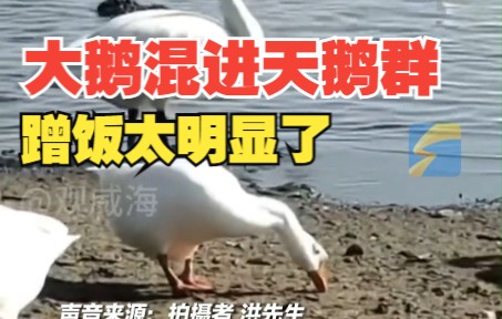 天鹅群里混进只蹭饭的大鹅 “人家脖子都长，它脖子短”