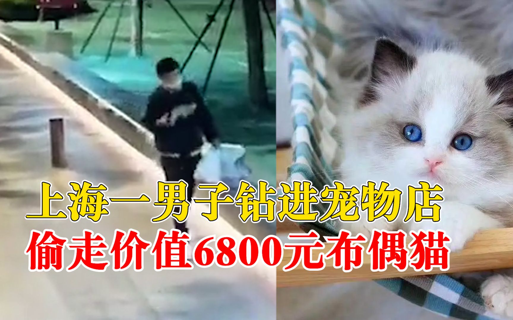 男子钻进宠物店偷走6800元布偶猫：近期手头紧，路过宠物店起贪念