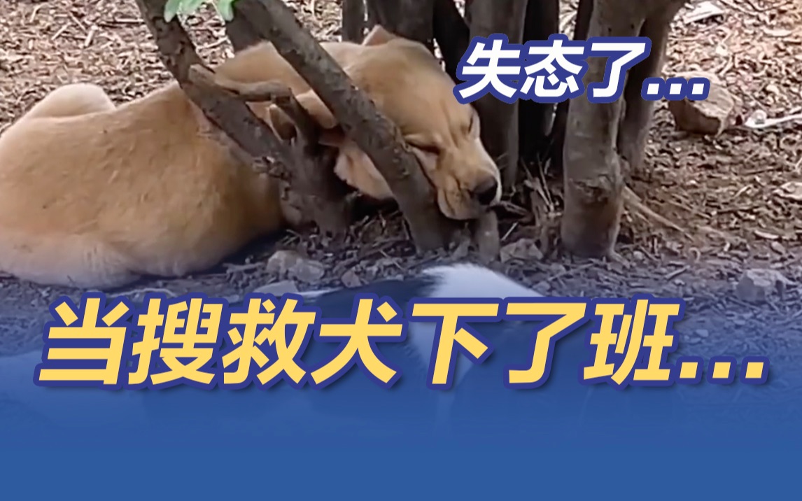 谁还不是个宝宝！搜救犬下班后不顾身份放飞自我