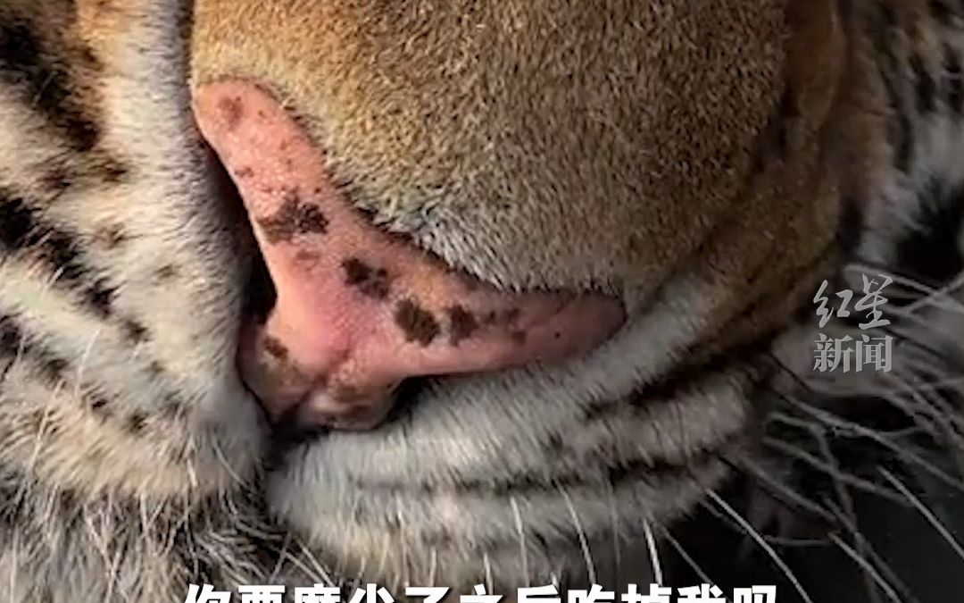 超强压迫感！女子近距离观察老虎磨牙 声音响如磨刀