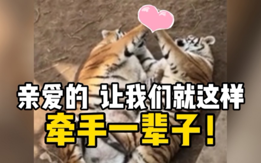 两只老虎竟然众目睽睽之下大秀恩爱，让单身狗如何是好！