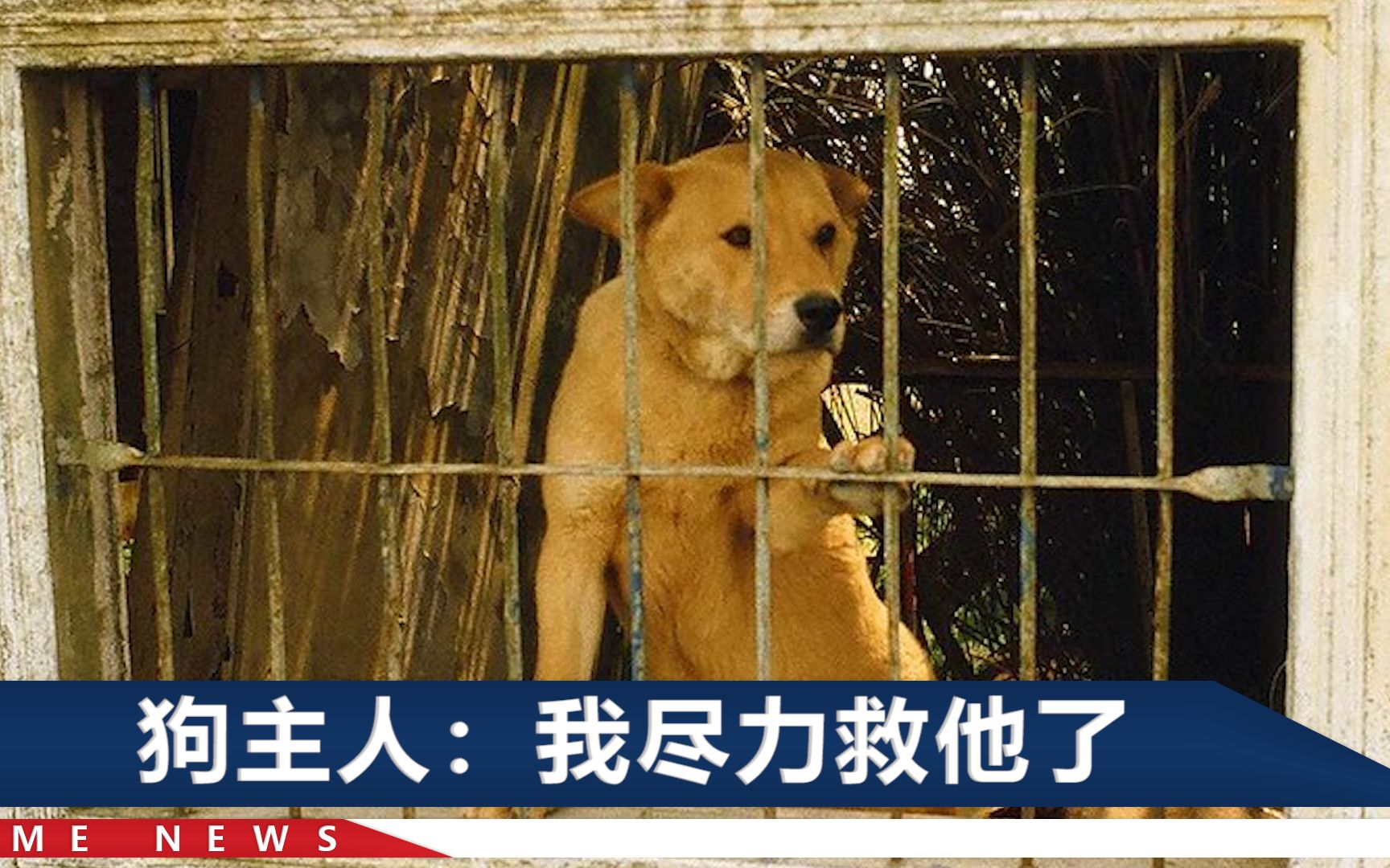 上海4岁男童被邻家黄狗咬伤，狗主人当庭辩称：狗拴绳了，他非得逗