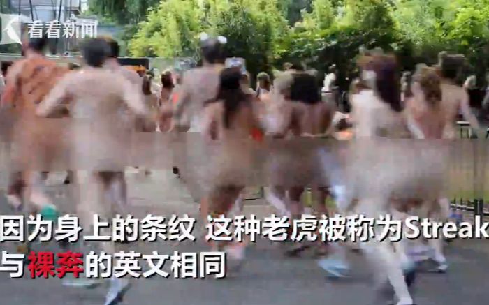 画面太美！动物园员工为濒危老虎募捐裸奔