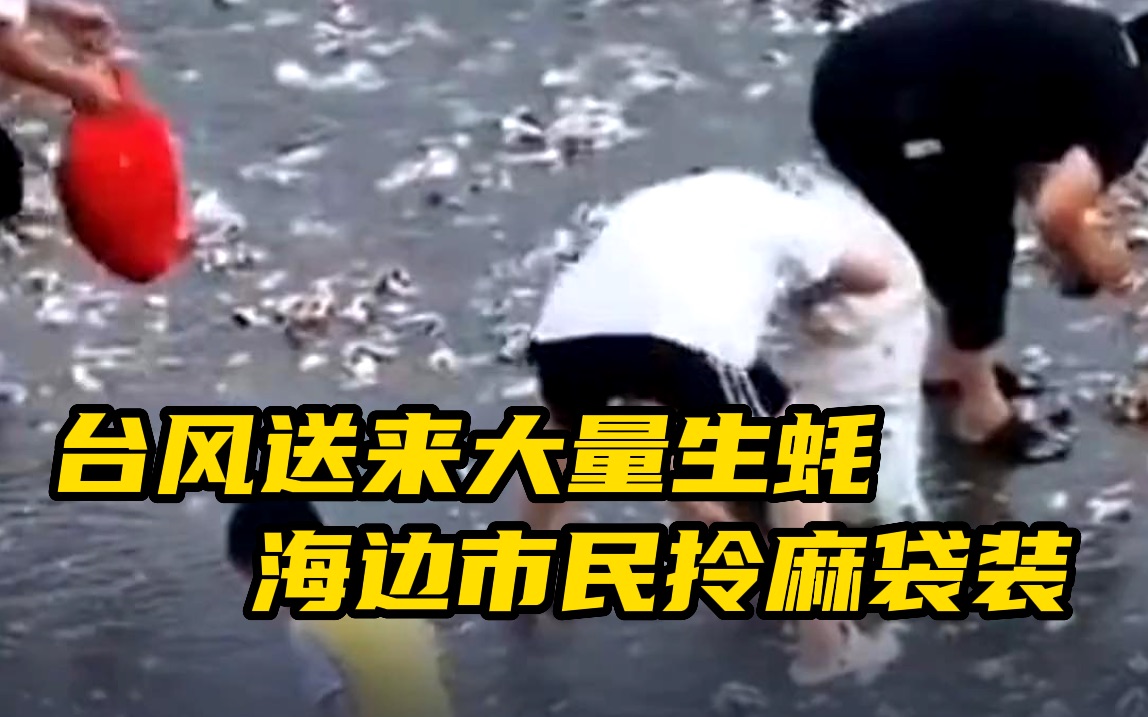 根本捡不完！台风送来大量生蚝、海蛎 海边市民拎麻袋装