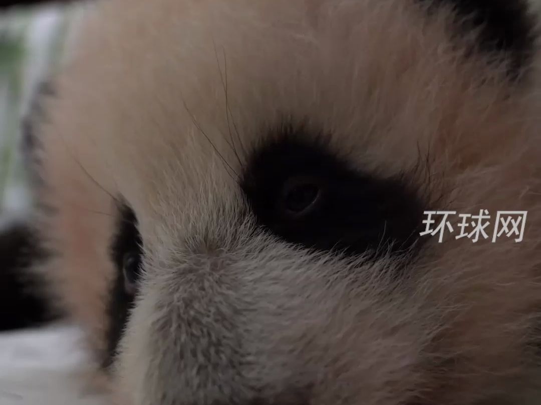 超十万莫斯科人为旅俄大熊猫幼崽选名字，“喀秋莎”领先