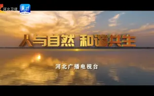 感受自然之美 看衡水湖候鸟翩跹