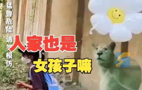 母狮子变身“小猫咪”追气球跑