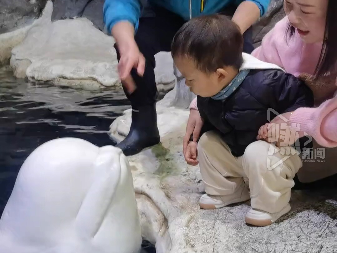 #人类幼崽被白鲸突然亲吻后懵了# 孩子妈妈：全程有饲养员在 小朋友很开心