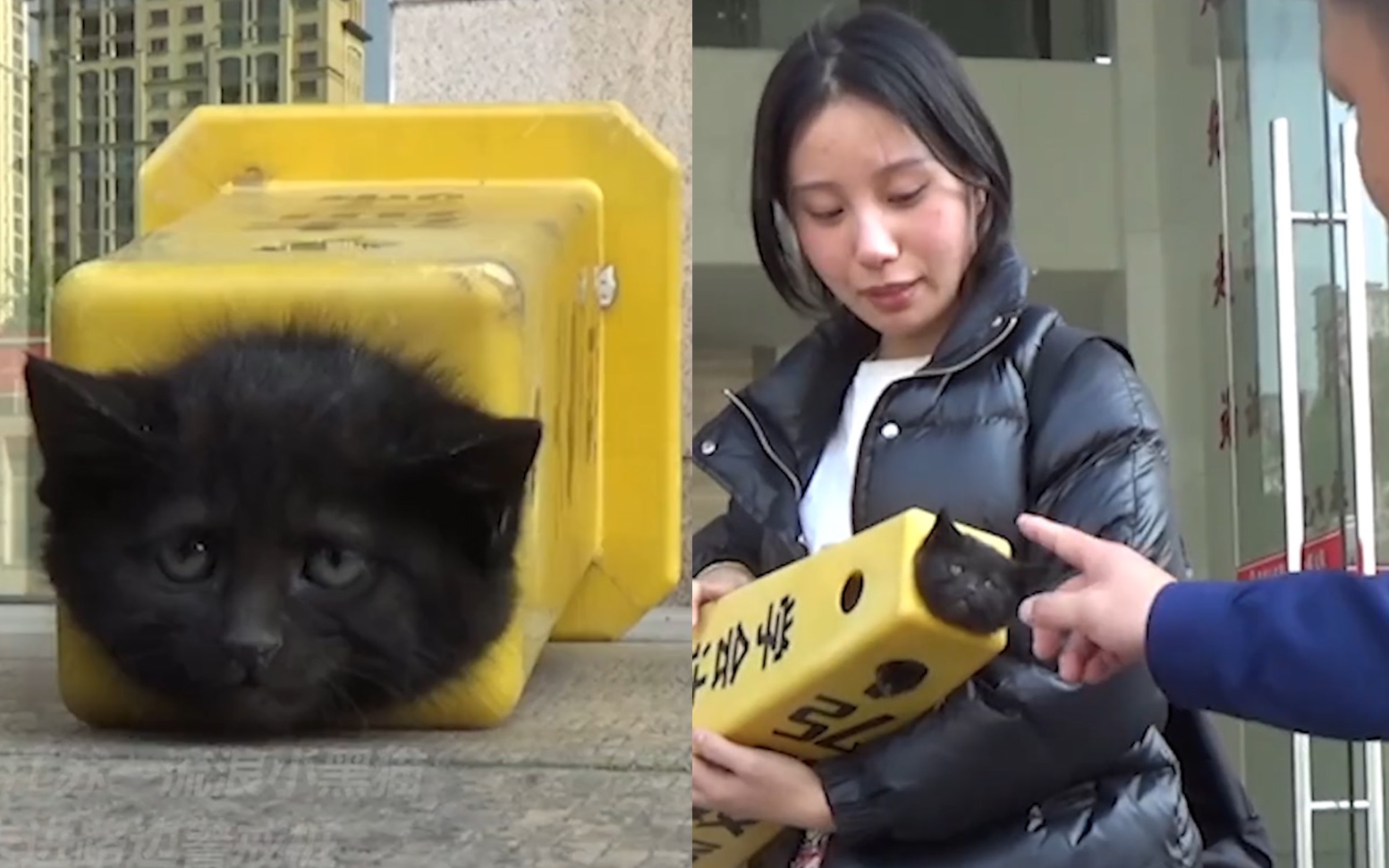又萌又有爱！小黑猫头卡进警戒桩，消防员小心剪开警戒桩救出