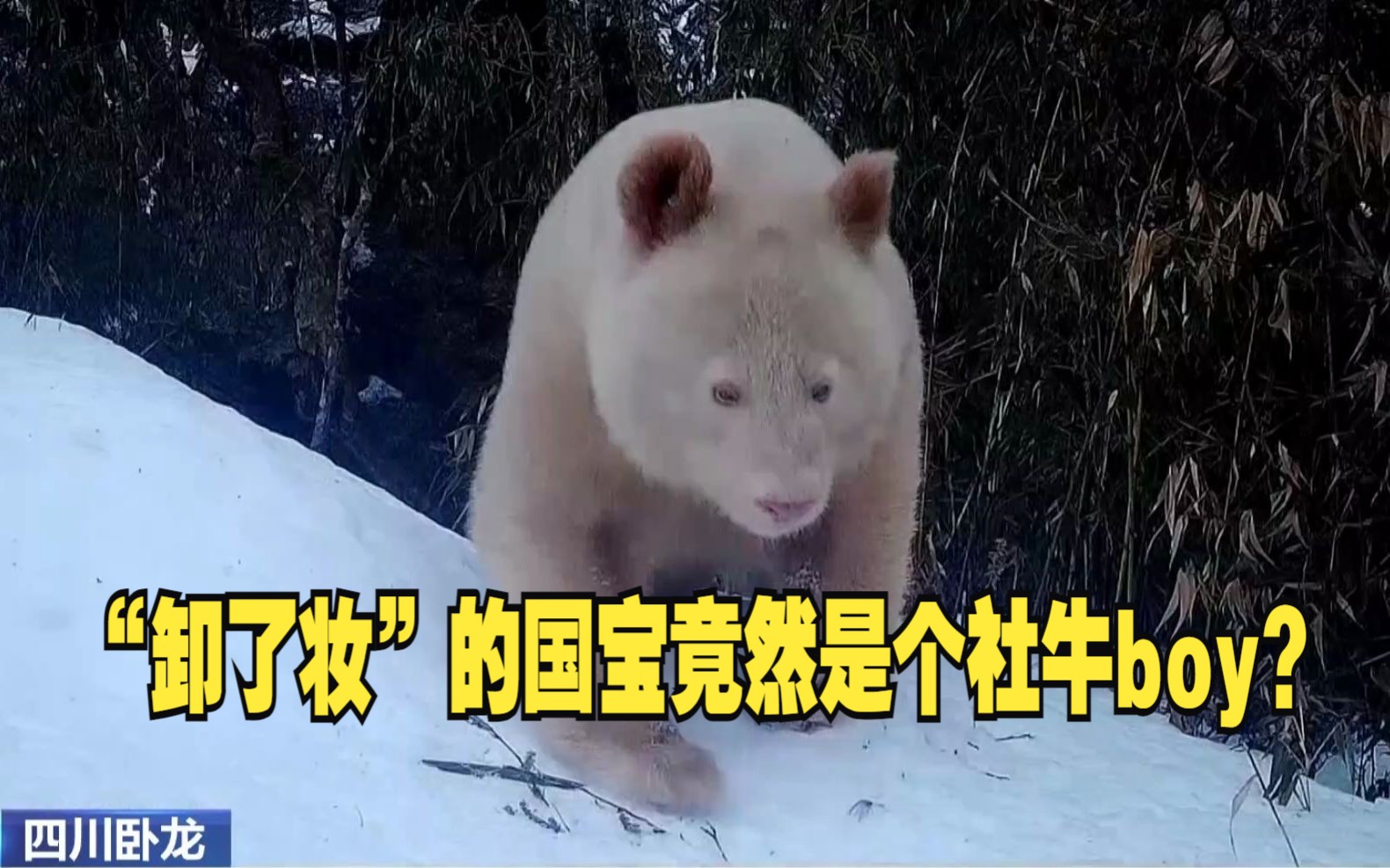“卸了妆”的国宝竟然是个社牛boy？