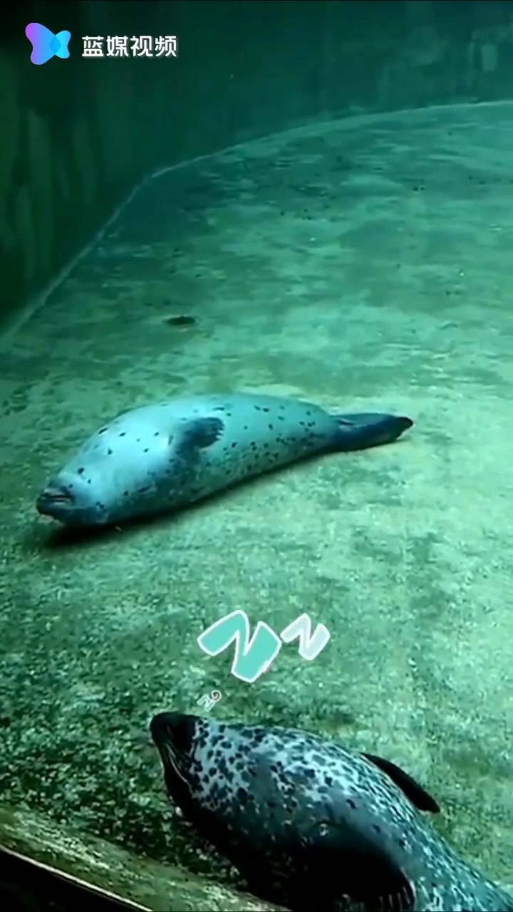 海豹原来是这样睡觉的