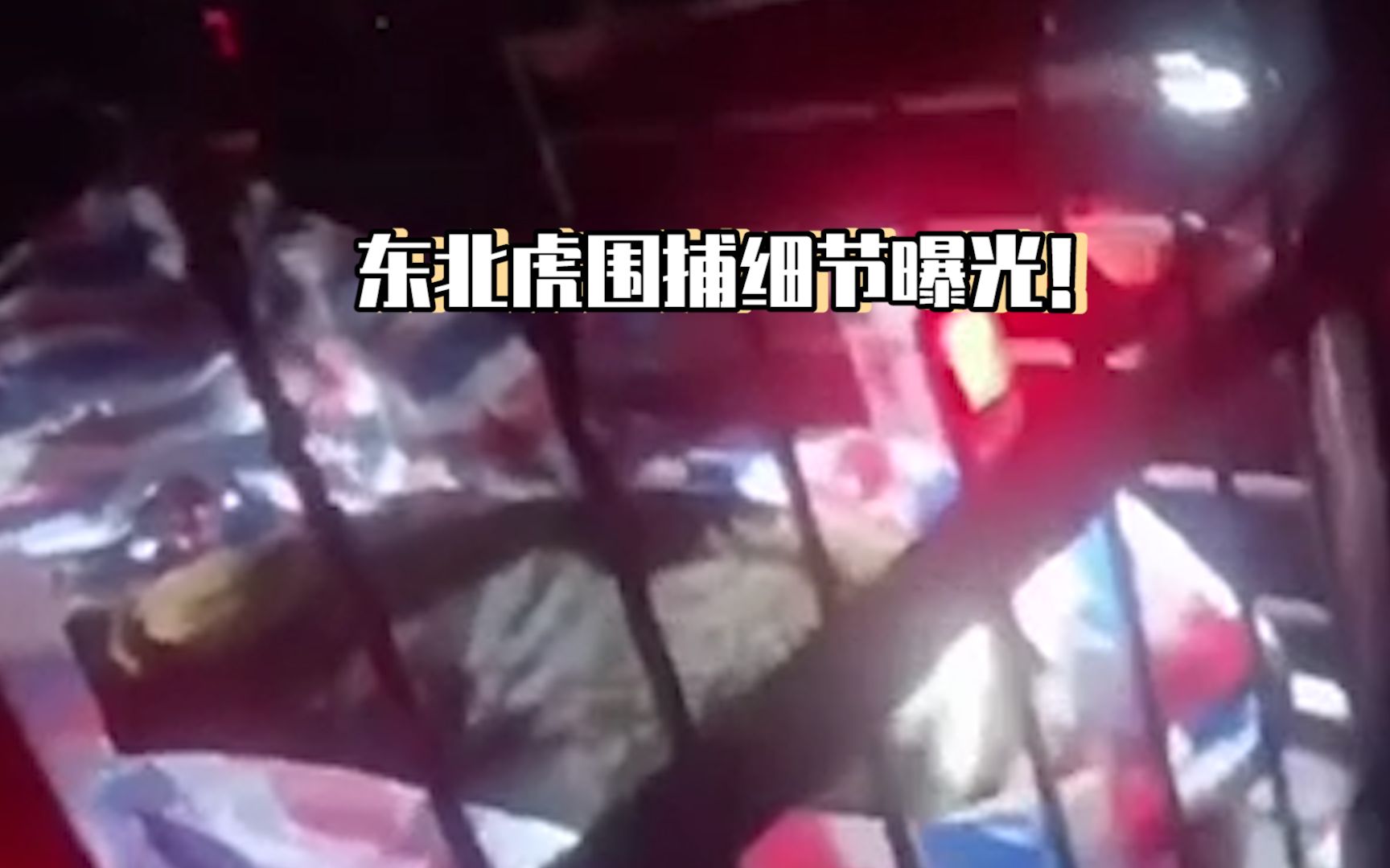 围捕细节曝光！黑龙江伤人东北虎连中四枪麻醉被控制 期间咬爆车胎