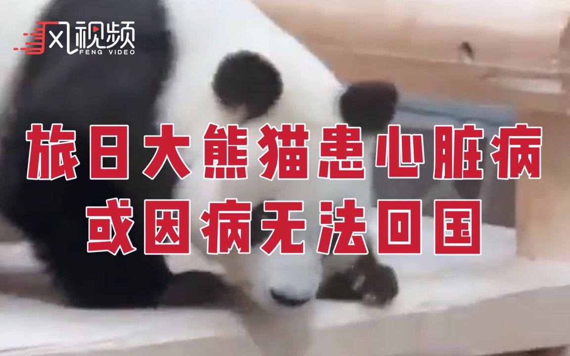 旅日大熊猫旦旦患心脏病，或因病无法回中国