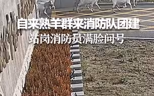 自来熟羊群来消防队团建 站岗消防员满脸问号
