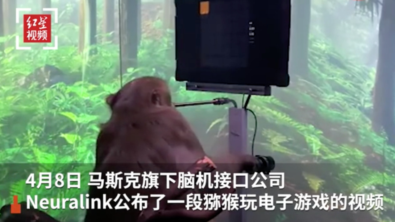 脑机接口猴子用意念打游戏马斯克：未来能让瘫痪者用意念玩手机