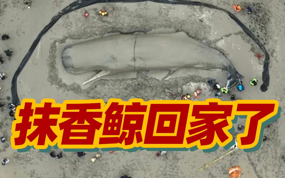 让我们揪心的搁浅抹香鲸回归大海