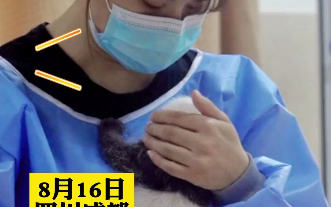 熊猫崽崽争被子输了，委屈的嗷嗷哭，饲养员抱在怀里怎么都哄不好