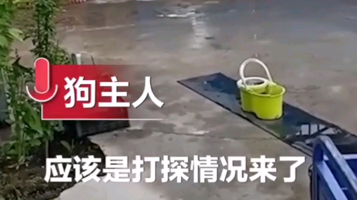 这狗狗活该会走红，居然能帮助同伴打探情况。