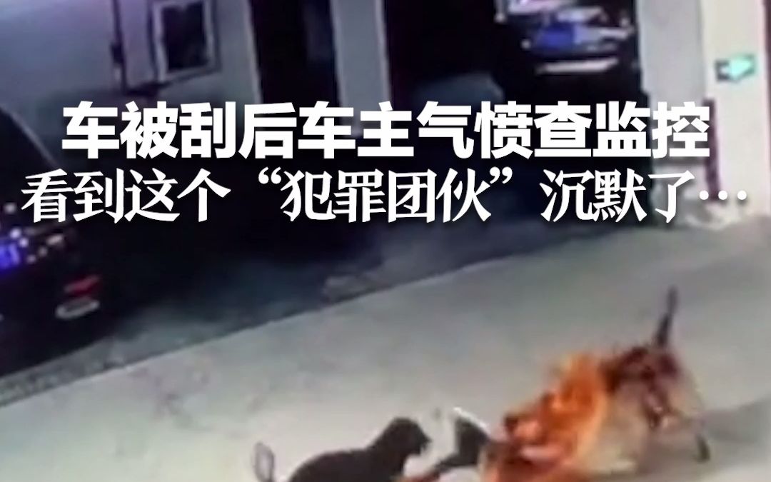 车被刮后车主气愤查监控 看到这个“犯罪团伙”沉默了…