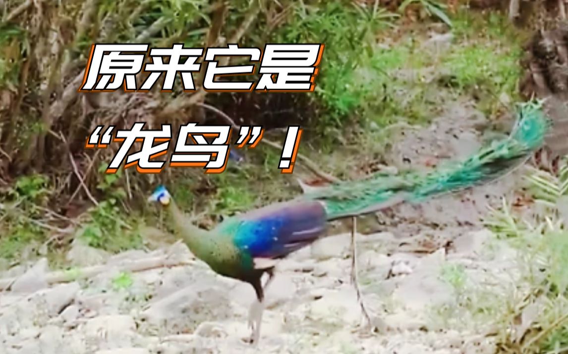 原来它是“龙鸟”！