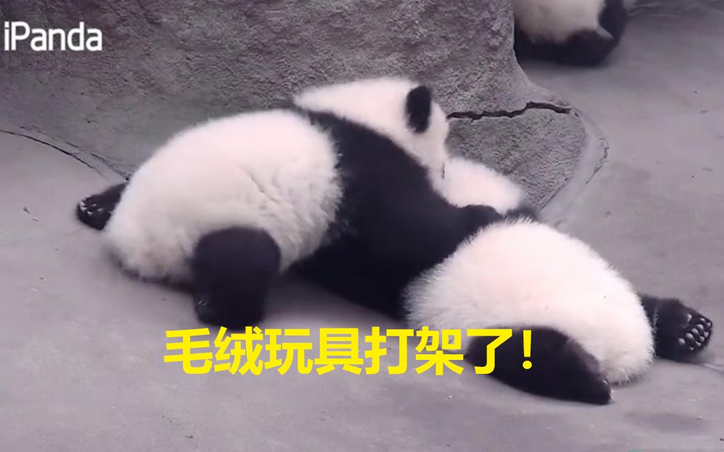 熊猫连打架都这么萌？