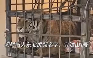 “闯村伤人东北虎”被命名为完达山1号 受伤眼睛已无大碍