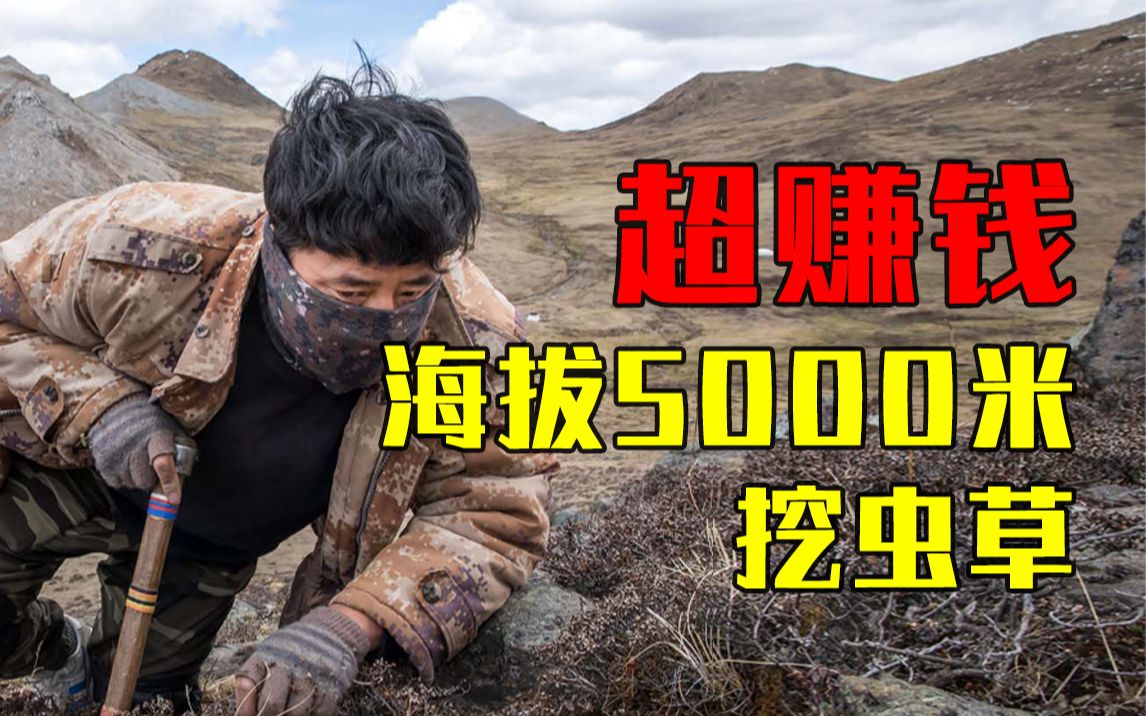 1个月挣10万！理塘人趴在山坡上搞钱