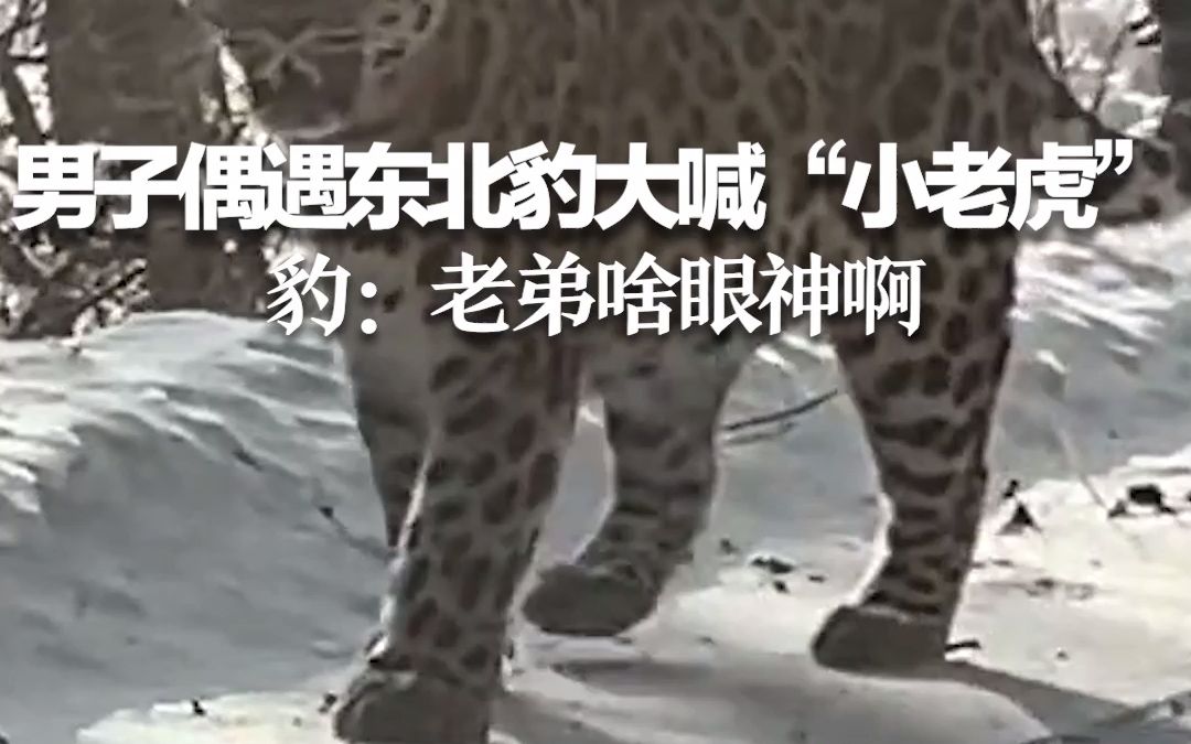 男子偶遇东北豹大喊“小老虎” 豹：老弟啥眼神啊