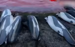 残忍！丹麦近1500只海豚遭捕杀，海水染成血红色