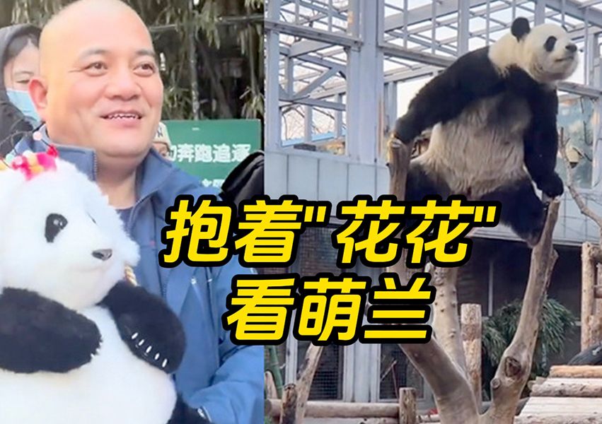 "谭棉花"组合去看萌兰啦！大兰子再现绝活一字马