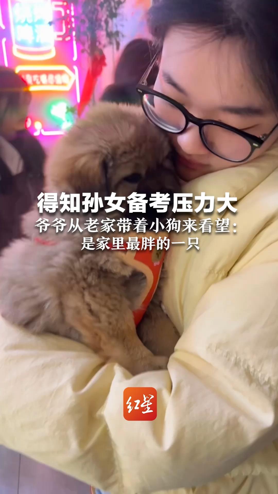 得知孙女备考压力大，爷爷从老家带着小狗来看望：是家里最胖的一只