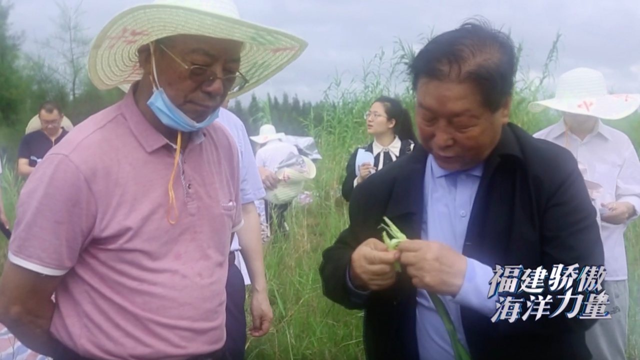 实地考察后，院士们高度评价菌草项目在平潭的运用～