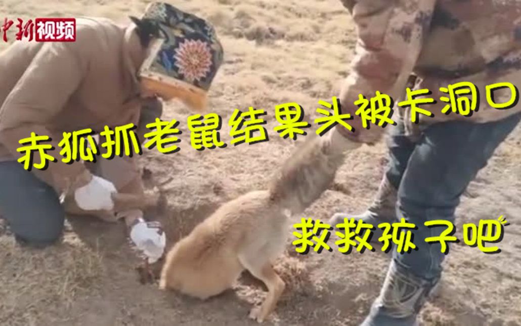太蠢萌了！赤狐抓老鼠结果头被卡洞口 牧民成功解救