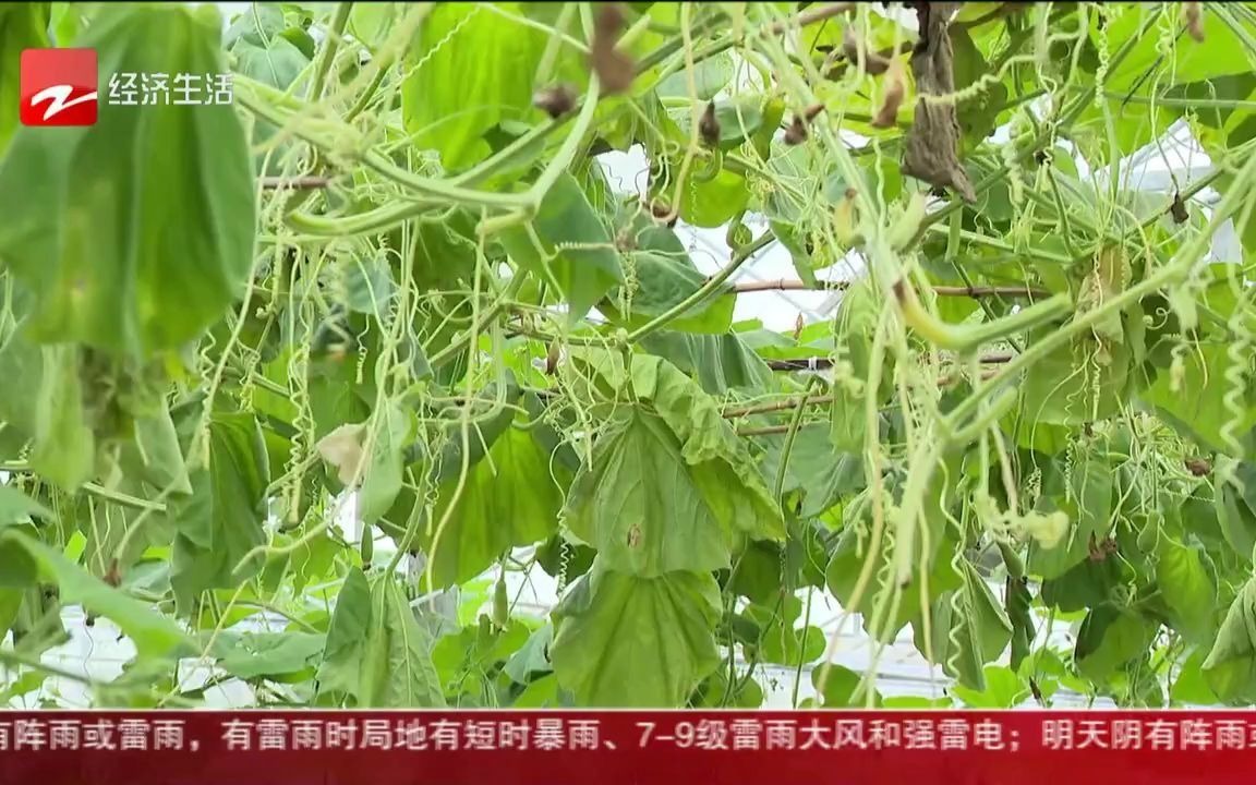嵊州：数百亩蔬菜受淹 技术人员上门指导