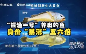 【福建骄傲海洋力量】“振渔一号”养出的鱼有多好？直逼野生大黄鱼品质！