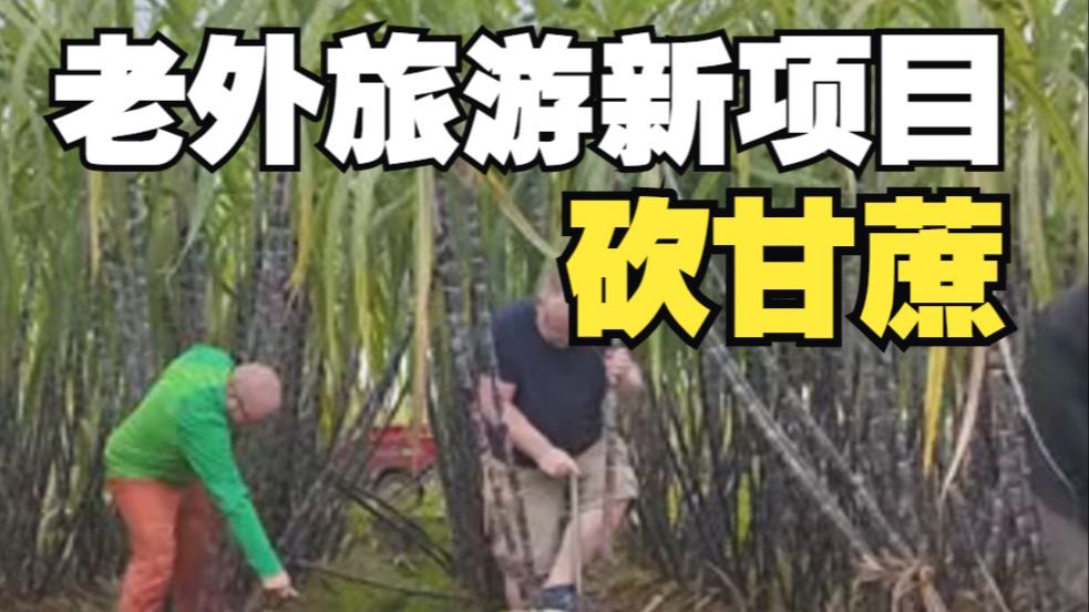 外国游客在广西沉浸式体验砍甘蔗，网友：又有新的旅游项目了