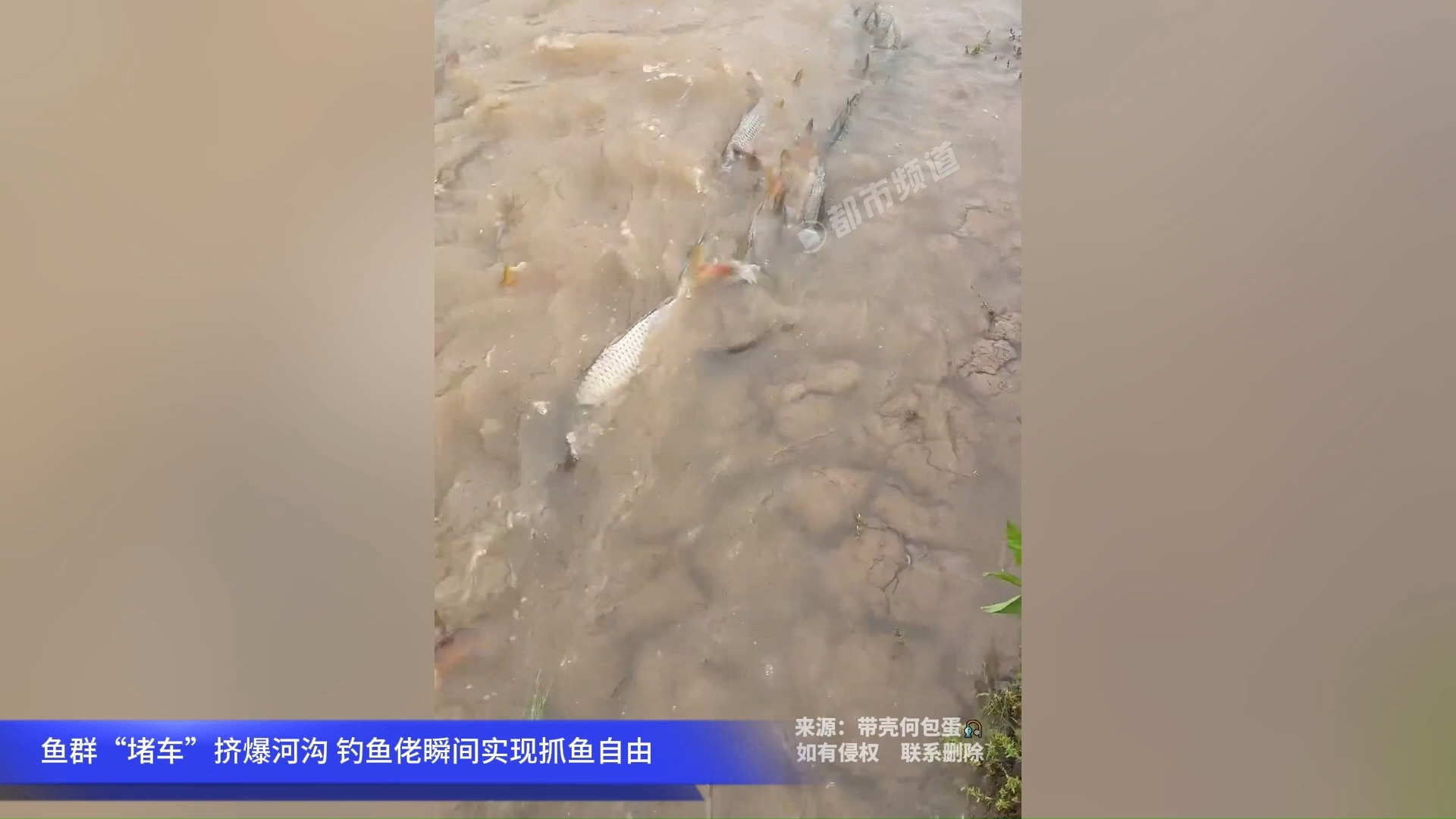 鱼群“堵车”挤爆河沟，钓鱼佬瞬间实现抓鱼自由