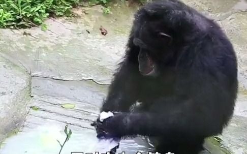 重庆黑猩猩与云南红猩猩视频相亲 饲养员：都到了爷爷的年龄还没找到媳妇，焦麻了！