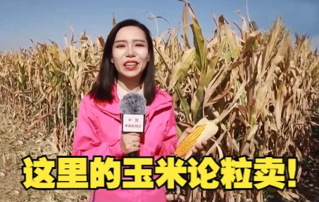 这里的玉米论粒卖！