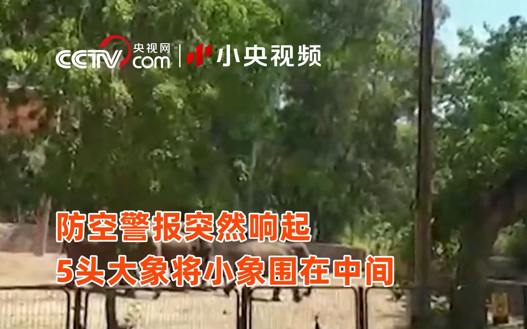 防空警报突然响起 5头大象将小象围在中间