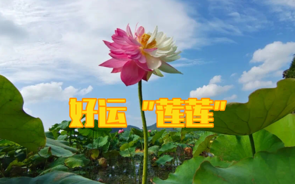 好运连连！云南普者黑珍稀荷花一半红一半白