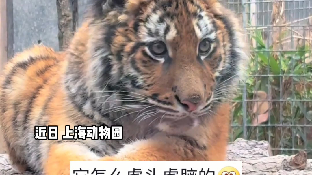 上海动物园小老虎“红糖”走红，外貌神似金渐层，软萌软萌的，“第一次在老虎脸上感觉到甜美”。